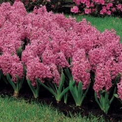 Vivid Hyacinth Mix -Verdelyn Sales x600 11571