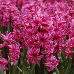 Vivid Hyacinth Mix -Verdelyn Sales x600 11572