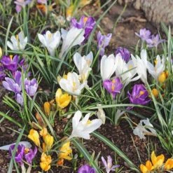 Farewell To Winter Crocus Mix 11 Farewell To Winter Crocus Mix -Verdelyn Sales x600 11608