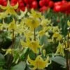 Erythronium 'Pagoda'
