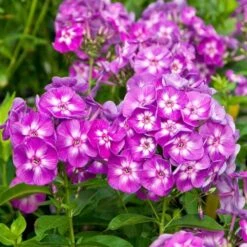 Long-Season Hummingbird Garden 11 Long-Season Hummingbird Garden -Verdelyn Sales x600 11645 1