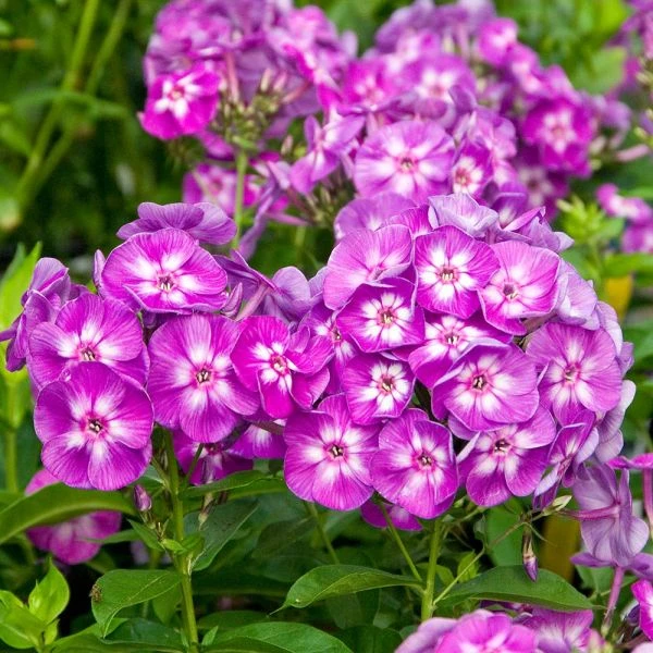 Pollinator Garden For Sun 7 Pollinator Garden For Sun - Image 7