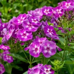 Verdelyn Sales -Verdelyn Sales x600 11646