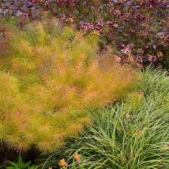 Amsonia Hubrichtii 15 Amsonia Hubrichtii -Verdelyn Sales x600 11665