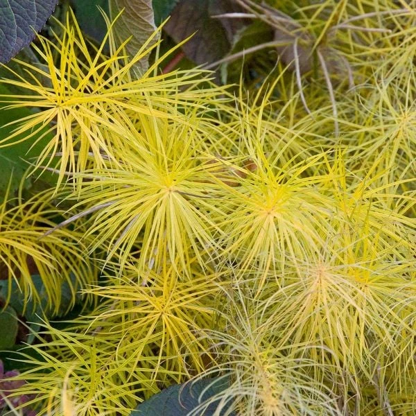 Amsonia Hubrichtii 6 Amsonia Hubrichtii - Image 6