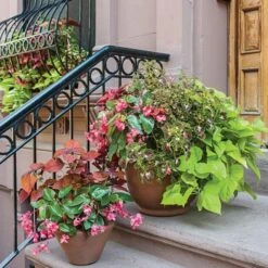 Hummingbird Annual Collection 17 Hummingbird Annual Collection -Verdelyn Sales x600 11671