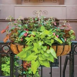 Hummingbird Annual Collection 18 Hummingbird Annual Collection -Verdelyn Sales x600 11672