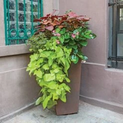 Hummingbird Annual Collection 19 Hummingbird Annual Collection -Verdelyn Sales x600 11673