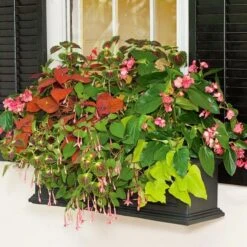 Hummingbird Annual Collection 21 Hummingbird Annual Collection -Verdelyn Sales x600 11675