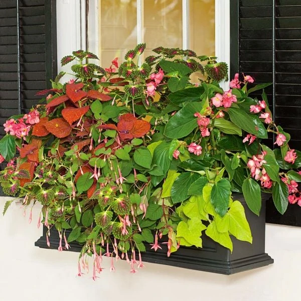 Hummingbird Annual Collection 8 Hummingbird Annual Collection - Image 8