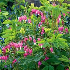 Dicentra Spectabilis -Verdelyn Sales x600 11725