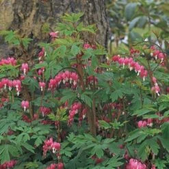 Dicentra Spectabilis -Verdelyn Sales x600 11726