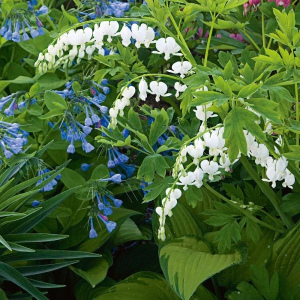Dicentra Spectabilis 'Alba' 2 Dicentra Spectabilis 'Alba' - Image 2