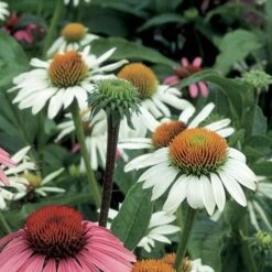 Echinacea Purpurea 'White Swan' 8 Echinacea Purpurea 'White Swan' -Verdelyn Sales x600 11728