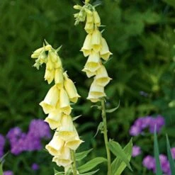 Digitalis Grandiflora -Verdelyn Sales x600 11734
