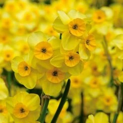 Award-winning Miniature Daffodils -Verdelyn Sales x600 11818