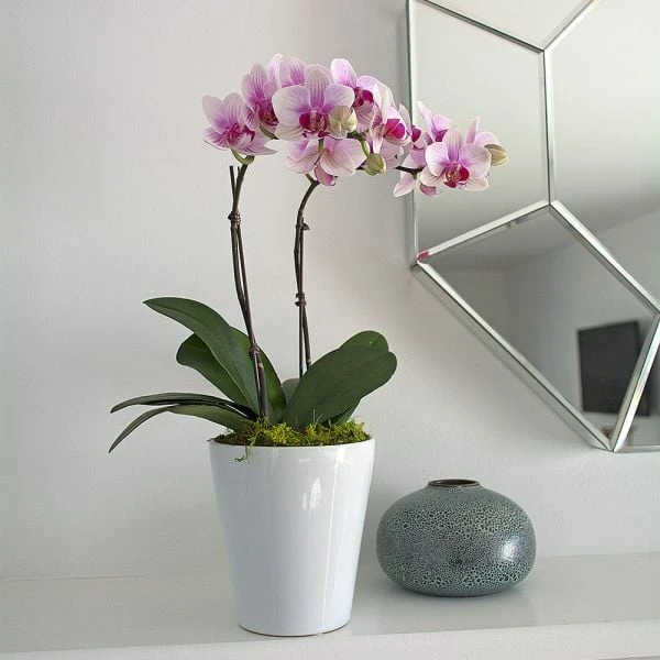 Blush White Compact Moth Orchids In 5" Ceramic Cachepot 2 Blush White Compact Moth Orchids In 5" Ceramic Cachepot - Image 2
