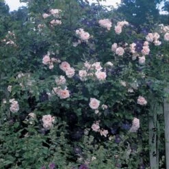 Dawn And Dusk Rose & Clematis Collection -Verdelyn Sales x600 11926