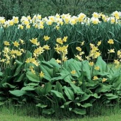 Erythronium 'Pagoda' -Verdelyn Sales x600 12057