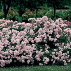 Rose Bonica® 10 Rose Bonica® -Verdelyn Sales x600 12080