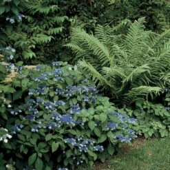 Hydrangea Serrata 'Blue Billow' -Verdelyn Sales x600 12086
