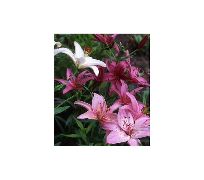 Strawberries & Cream Lilium Mix 1 Strawberries & Cream Lilium Mix