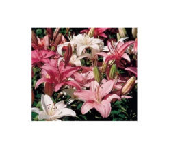 Strawberries & Cream Lilium Mix 14 Strawberries & Cream Lilium Mix -Verdelyn Sales x600 123