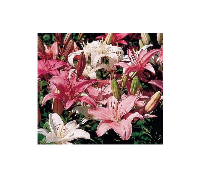 Strawberries & Cream Lilium Mix 3 Strawberries & Cream Lilium Mix - Image 3