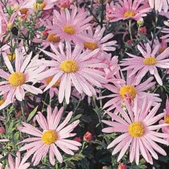 Chrysanthemum 'Clara Curtis' -Verdelyn Sales x600 12363