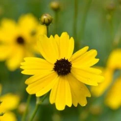 Coreopsis Palustris 'Summer Sunshine' -Verdelyn Sales x600 12367