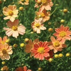 Coreopsis Verticillata Crème Caramel™ -Verdelyn Sales x600 12369