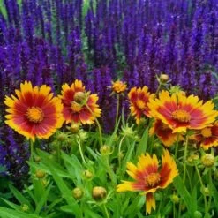 Coreopsis UpTick™ Gold & Bronze -Verdelyn Sales x600 12378