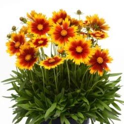 Coreopsis UpTick™ Gold & Bronze -Verdelyn Sales x600 12379