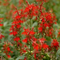 Lobelia Cardinalis -Verdelyn Sales x600 12495