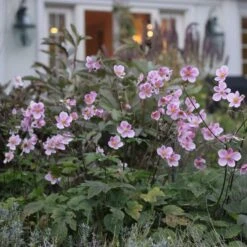 Anemone X Hybrida 'Robustissima' -Verdelyn Sales x600 12537