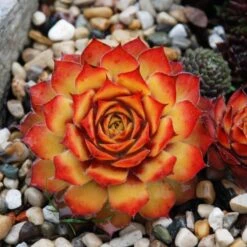 Sempervivum Chick Charms® 'Gold Nugget' -Verdelyn Sales x600 12590