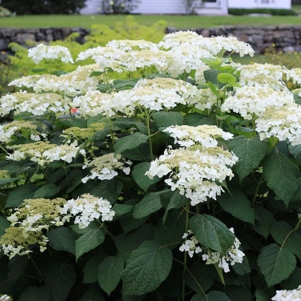 Hydrangea Arborescens 'Haas' Halo' 1 Hydrangea Arborescens 'Haas' Halo'