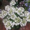 Hydrangea Macrophylla 'Wedding Gown'