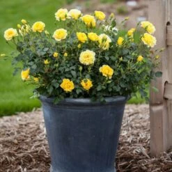 Verdelyn Sales -Verdelyn Sales x600 12719