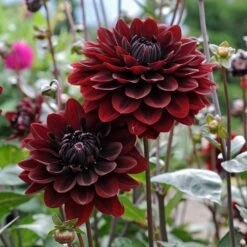 Dahlia 'Karma Choc' -Verdelyn Sales x600 12810