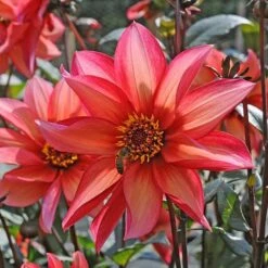 Dahlia 'Waltzing Mathilda' -Verdelyn Sales x600 12869