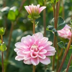 Dahlia 'Pink Perception' -Verdelyn Sales x600 12958