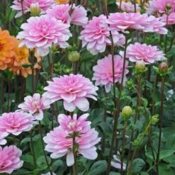 Dahlia 'Pink Perception' -Verdelyn Sales x600 12959