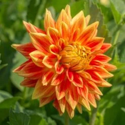 Dahlia 'Sun Explosion' -Verdelyn Sales x600 12969