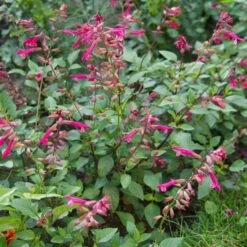 Salvia 'Wendy's Wish' -Verdelyn Sales x600 13035