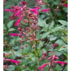 Salvia 'Wendy's Wish' -Verdelyn Sales x600 13036