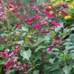 Salvia 'Wendy's Wish' -Verdelyn Sales x600 13038