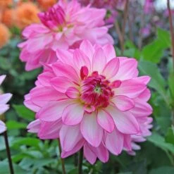 Dahlia 'Sincerity' -Verdelyn Sales x600 13157