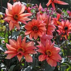 Dahlia 'Waltzing Mathilda' -Verdelyn Sales x600 13165