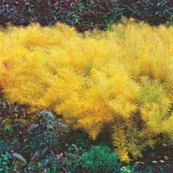 Amsonia Hubrichtii 17 Amsonia Hubrichtii -Verdelyn Sales x600 13168